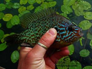 181233_561499730567693_844163826_n