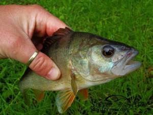 8631_561499683901031_917250676_n