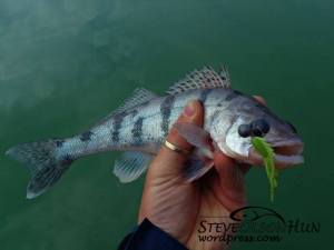 936048_561499657234367_768896911_n