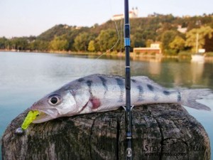 1014053_563865843676456_1022063348_n