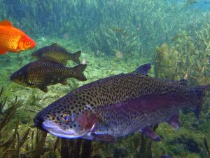 OLYMPUS DIGITAL CAMERA