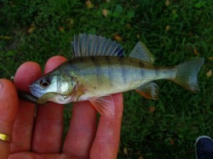 1238873_620889257962073_346763499_n