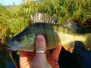 1239930_620888841295448_1293795379_n