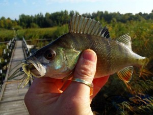 1240248_620888971295435_336827116_n