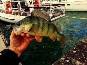 1276549_10202110750037247_1947109040_o