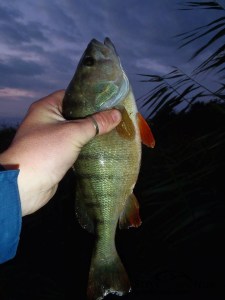 1378140_621315497919449_340351201_n