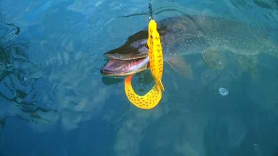 wp_20160908_07_03_52_pro1