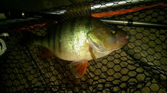 wp_20160928_06_09_52_pro1