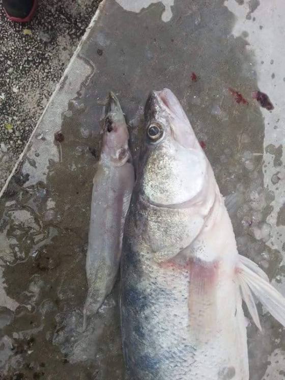 14793763_1422539647774765_2051066984_n