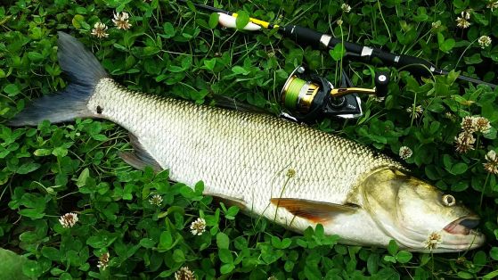 19264122_1509002782483637_1344669278_o